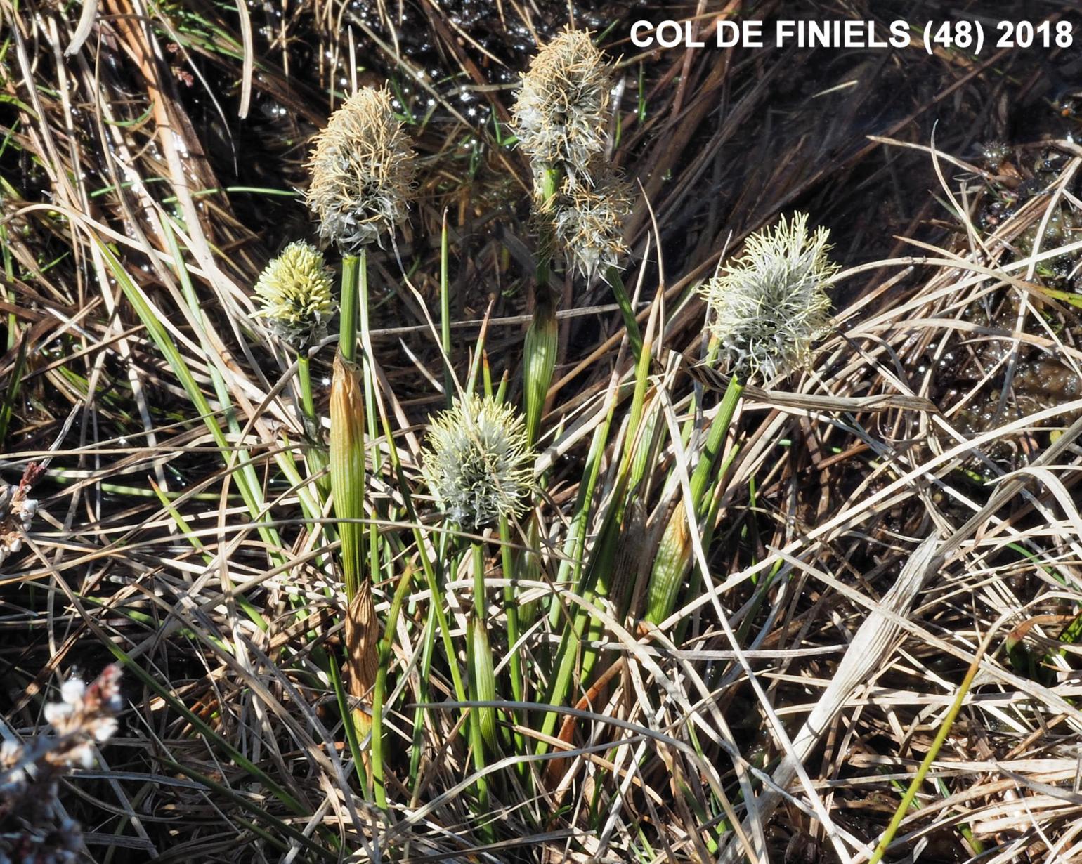 Linaigrette engainée Cotton Grass, Hare's-Tail